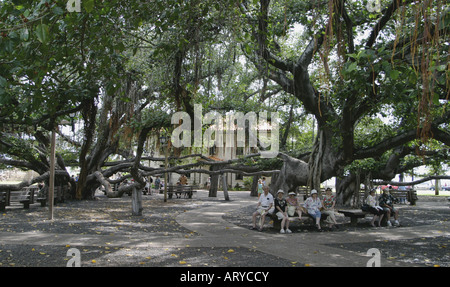 weltweit größte Banyan-Baum im Banyan Tree Park entlang der Front Street im historischen Lahaina ist über fünfzig Fuß hoch und Stockfoto