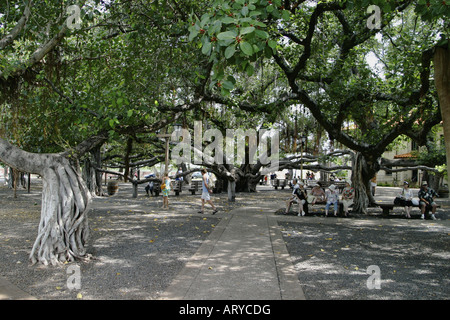 weltweit größte Banyan-Baum im Banyan Tree Park entlang der Front Street im historischen Lahaina ist über fünfzig Fuß hoch und Stockfoto