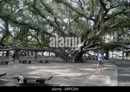 weltweit größte Banyan-Baum im Banyan Tree Park entlang der Front Street im historischen Lahaina ist über fünfzig Fuß hoch und Stockfoto