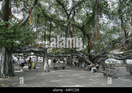 weltweit größte Banyan-Baum im Banyan Tree Park entlang der Front Street im historischen Lahaina ist über fünfzig Fuß hoch und Stockfoto