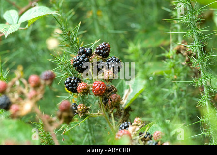 Brombeeren reif für die Ernte in Hecke im englischen Landhausstil Stockfoto