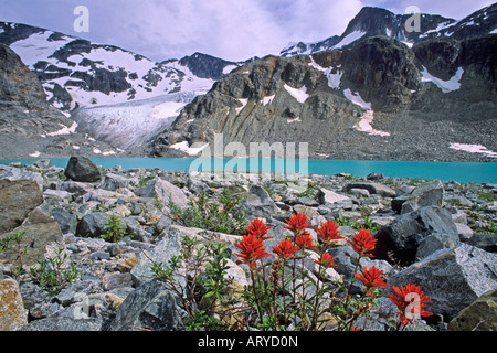 Pinsel-Blüten Wedgemount Lake Garibaldi Provincial Park-British Columbia-Kanada Stockfoto