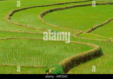 Üppige grüne Paddy Terrassen in der Nähe von Kandy Sri Lanka Stockfoto