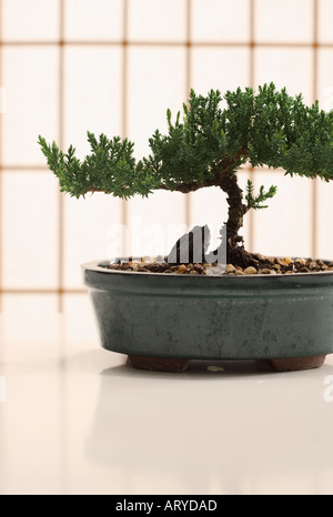 Bonsai-Baum im Topf Stockfoto