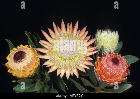 Das Protea Blumen, "König" (p. Cynaroides) und "Queen" (p. Magnifica) Stockfoto