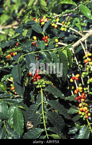 Kona Kaffee Pflanzen, Nahaufnahme von Bohnen (rot und grün) mit Blättern, Greenwell Bauernhöfe, Kealakekua, Insel von Hawaii Stockfoto