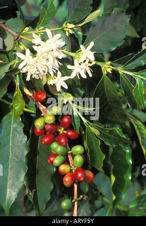 Kona Kaffee-Pflanze, Close-Up der Bohnen (rote & grün) mit weißen Blüten und Blätter, Greenwell Farmen, Kealakekua, Insel von Hawaii Stockfoto