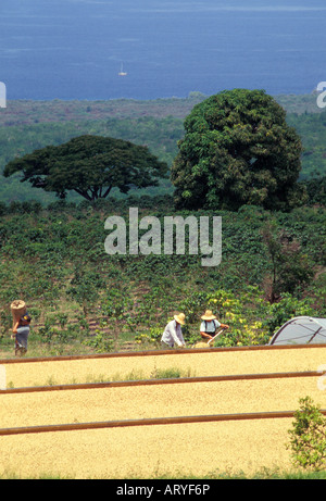 Kona Kaffeebohnen trocknen in der Sonne mit den Arbeitnehmern in den Hintergrund, Bay View Farmen, Kealakekua Stockfoto