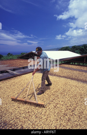 Rechen Kona Kaffeebohnen trocknen in der Sonne, Greenwell Farmen, Kealakekua Mann Stockfoto