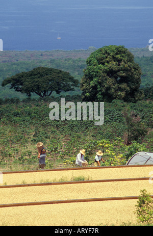 Kona Kaffeebohnen trocknen in der Sonne mit den Arbeitnehmern in den Hintergrund, Bay View Farmen, Kealakekua Stockfoto