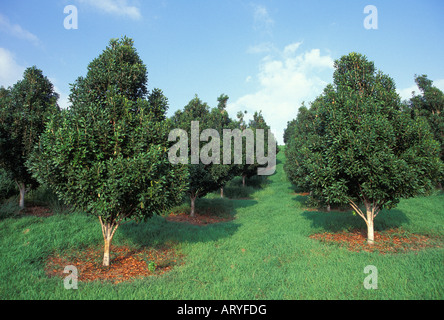 Macadamia-Nuss-Bäume in South Kona, Big Island Stockfoto