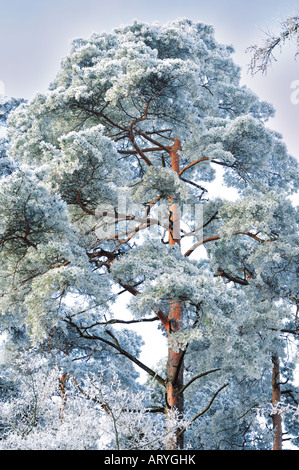 Baum im Winterkleid, Limbach, Odenwald, Baden-Württemberg, Deutschland Stockfoto