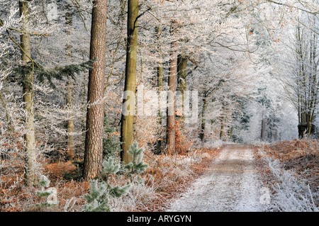 Walking Weg auf dem Hirschberg im Winter, Limbach, Odenwald, Deutschland Stockfoto