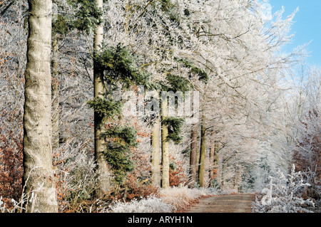 Walking Weg auf dem Hirschberg im Winter, Limbach, Odenwald, Deutschland Stockfoto