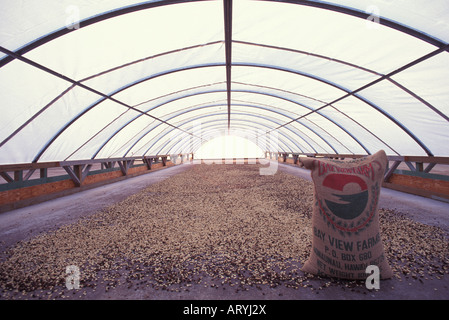 Kona Kaffeebohnen Trocknen bei Kealakekua Bay View Farms Stockfoto