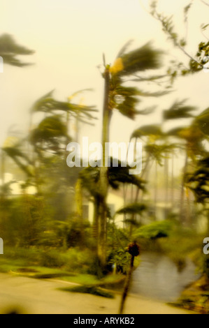 Florida Hurrikan Sturm weht durch die Palmen mit Winden bei hohen Geschwindigkeiten in einer Wohnstraße Strand in Palm Beach County Stockfoto