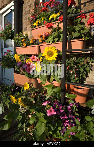 Wachsenden Blumen in einem sehr begrenzten Raum neben einer Feuertreppe an der Rückwand von einem Block von Wohnungen Stockfoto