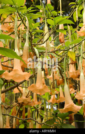 Angel Angels Trompetenblumen Blüten Blütenpflanze brugmansia nahe Madeira Portugal EU Europa Stockfoto