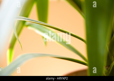 Nahaufnahme der Pflanze. Stockfoto
