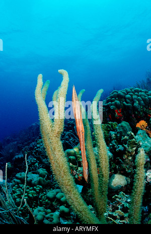 Trumpetfish Aulostomus Maculatus Karibik Kuba Stockfoto