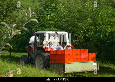 Landwirt Fahrt durch Obstgarten Stockfoto