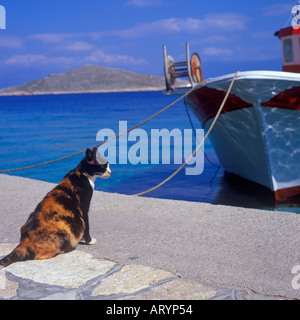 KATZE SITZT NEBEN EINEM FISCHERBOOT IM HAFEN IN GRIECHENLAND Stockfoto