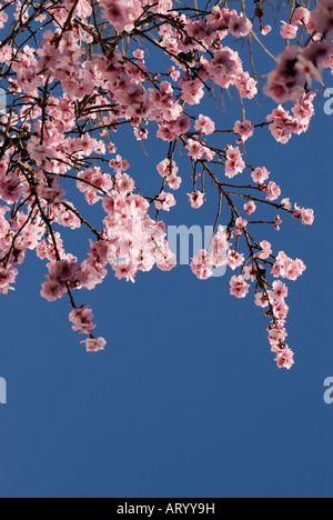 Sakura/Cherry Blossom Stockfoto