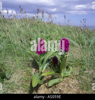 Nördlichen Marsh Orchidee Dactylorhiza Purpurella North East Scotland UK Stockfoto