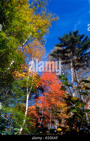 Herbst Herbstlaub Bäumen Adirondacks USA Stockfoto