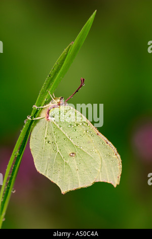 Zitronenfalter Gonepteryx Rhamni auf Bluebell Blatt Gransden Holz cambridgeshire Stockfoto