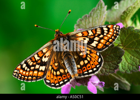 Marsh Fritillary Etikett Aurinia Sonnen mit Flügel öffnen Stockfoto