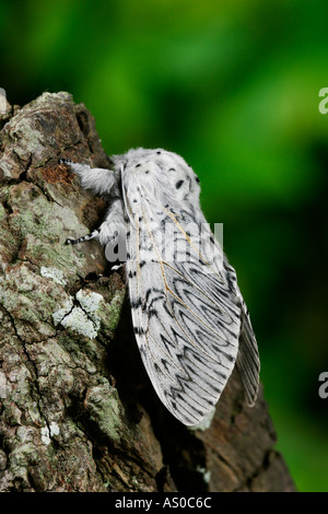 Puss Moth Cerura Vinula auf Log Potton bedfordshire Stockfoto