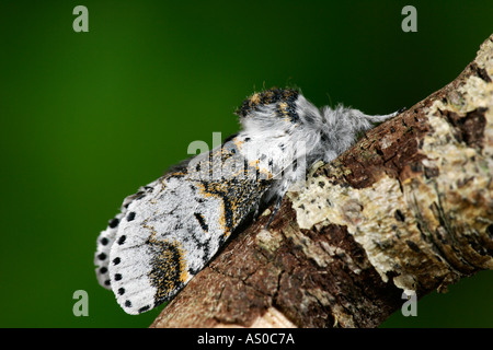 Fahl Kätzchen Furcula Furcula auf Zweig Potton bedfordshire Stockfoto