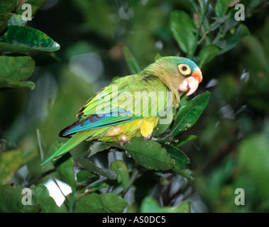 Orange fronted Sittich Aratinga Canicularis Costa Rica Stockfoto