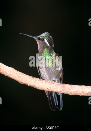 Lila-throated Mountaingem (Lampornis Castaneoventris Calolaema) männlich, Costa Rica Stockfoto
