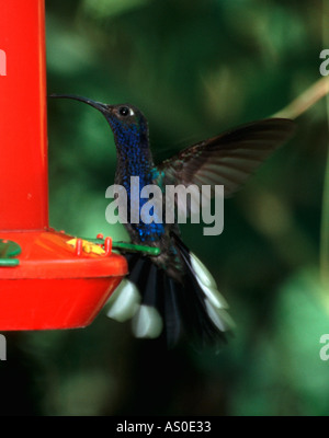 Violette Sabrewing Campylopterus Hemileucurus Kolibri-Costa Rica Stockfoto