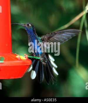 Violette Sabrewing Campylopterus Hemileucurus Kolibri-Costa Rica Stockfoto