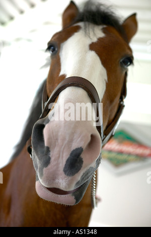 Eng beschnitten Clydesdale Pferdekopf Blick auf Betrachter konzentrierte sich auf Nase und Mund Stockfoto