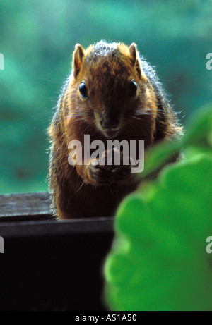 Roten bauchige Küste Eichhörnchen Paraxerus Palliatus Frerei Essen Frühstück in Shimba Hills National Reserve Kenia Afrika Stockfoto