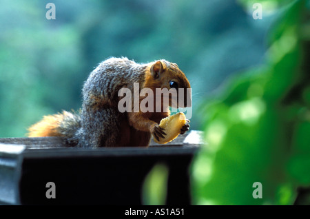 Rotbauch Küste Eichhörnchen Paraxerus Palliatus Frerei Essen Cookie in Shimba Hills National Reserve Kenia Afrika Stockfoto