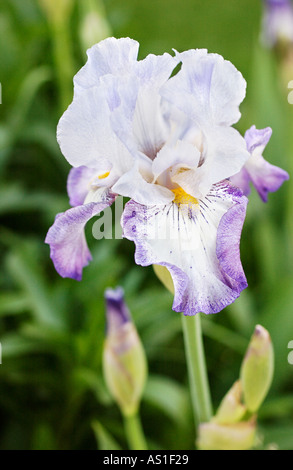 Iris Blume Stockfoto
