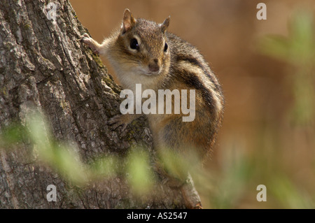 Östliche Chipmunk hängen an einem Baumstamm Stockfoto