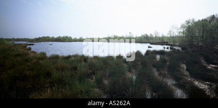 De Grote Peel, Nationalpark, Stockfoto