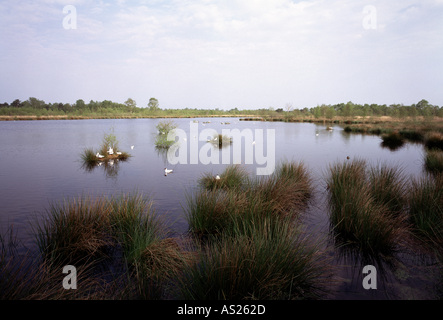 De Grote Peel, Nationalpark, Stockfoto