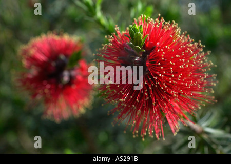 Kunzea Baxteri aus Australien, die Blüte im großen Gewächshaus am National Botanic Garden of Wales UK Stockfoto