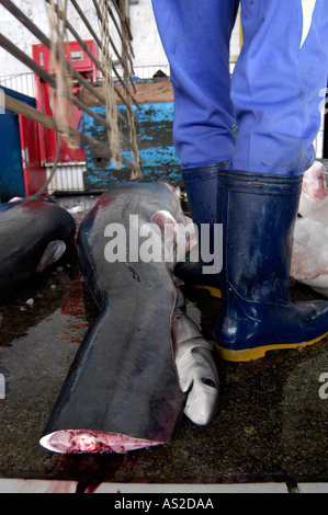 Ungeborene Drescherhai neben Stiefel Fisch Markt Arbeiter in Taiwan Stockfoto