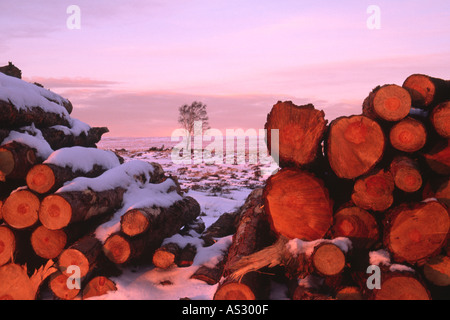 Isolierte Silber Birke stürmischen Himmel auf exponierten Schnee bedeckt windgepeitschten Moorland in North York Moors National Park f Stockfoto