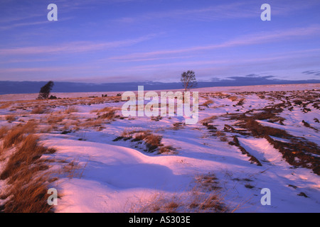 Isolierte Silver Birch Tree stürmischen Himmel auf exponierten Schnee bedeckt windgepeitschten Moorland in North York Moors National Park Stockfoto