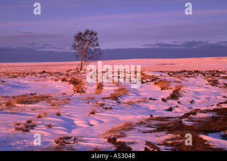 Isolierte Silver Birch Tree stürmischen Himmel auf exponierten Schnee bedeckt windgepeitschten Moorland in North York Moors National Park Stockfoto