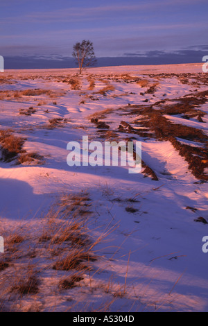 Isolierte Silver Birch Tree stürmischen Himmel auf exponierten Schnee bedeckt windgepeitschten Moorland in North York Moors National Park Stockfoto